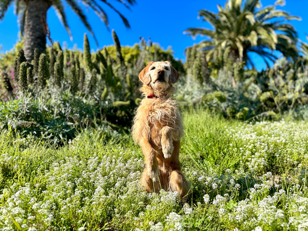 A portrait taken on iPhone 15 shows a dog sitting up with paws lifted.