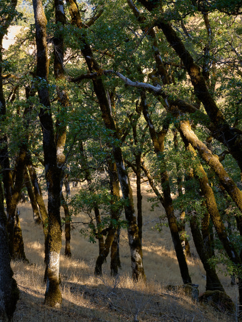 An oak woodland tree.
