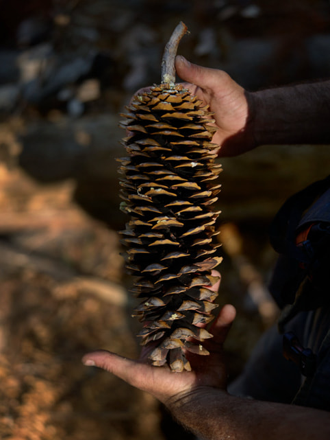 A cone from a sugar pine tree.