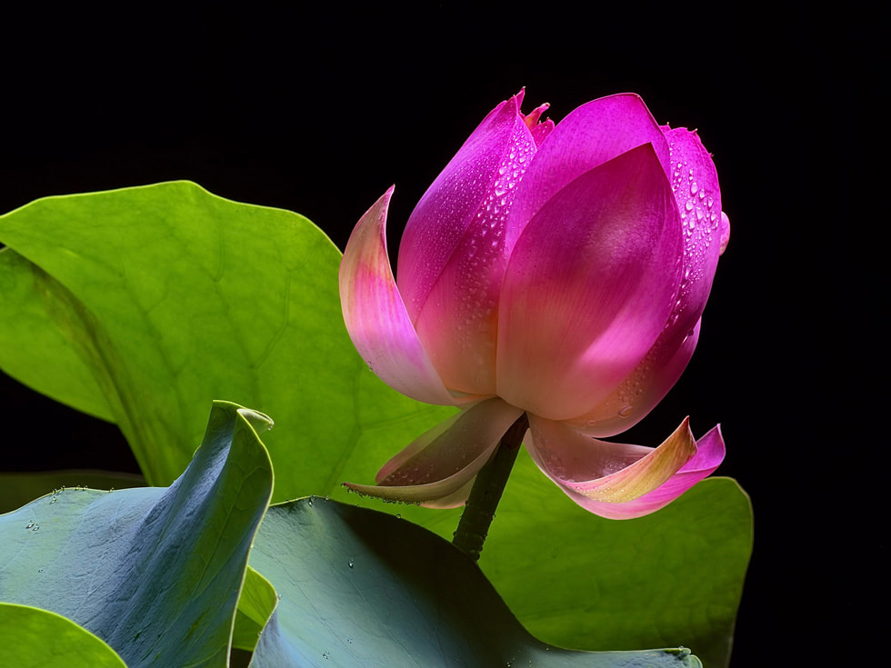 iPhone 17 Pro ile çekilmiş bir çiçeğin detaylı fotoğrafı.