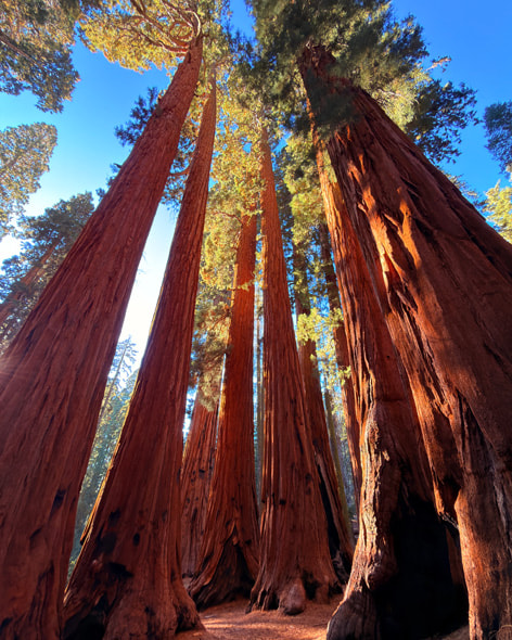 Towering sequoia trees against a bright blue sky in California’s Sequoia National Park.
