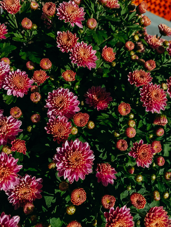 셰케이아(Shekeyia)가 iPhone 11으로 찍다.