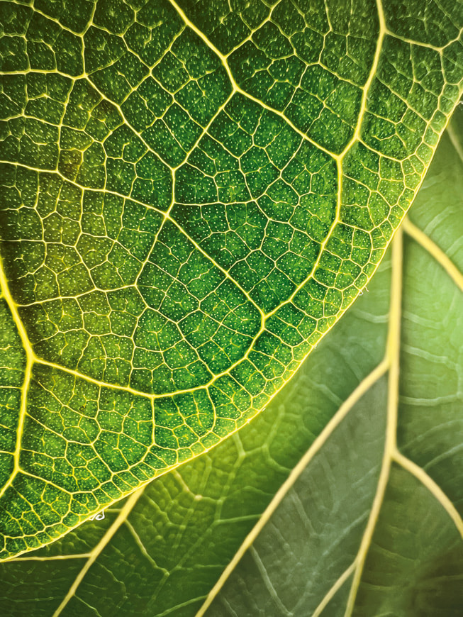 Trevor Collins’s winning macro photo shot on iPhone 13 Pro shows a close-up look at the veins of a fiddle-leaf fig.