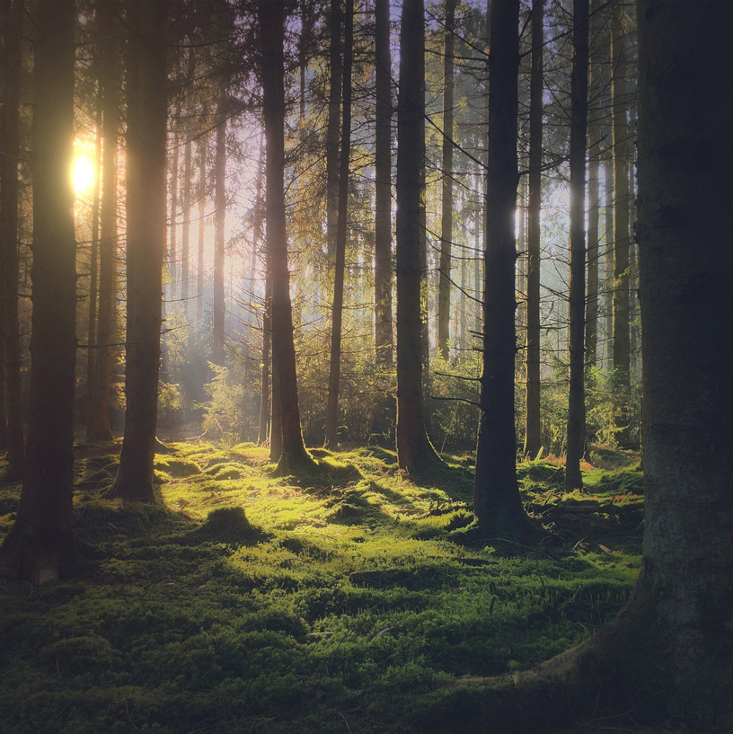 Image of sun shining through trees in a forest.