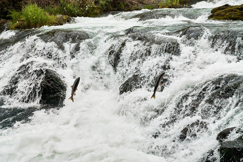 러시안 강 폭포(Russian River Falls)의 연어 이동경로.